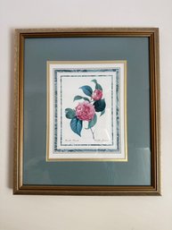Framed Botanical Print Of Camellias By P.J. Redout.
