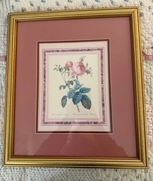 Framed Botanical Print Of A 'Rosa Centifolia Foliiscca' Rose