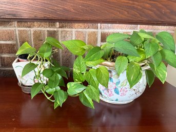 Two Golden Pothos Houseplants In Decorative Floral Ceramic Pots