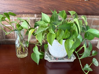 Golden Pothos Houseplants In Decorative Ceramic Pot And A Propagation Pothos