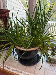 Daylily (Hemerocallis) Or A Lively Grass-like Perennial/houseplant