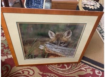 Wildlife Hiding Fox Photo