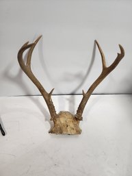 #12 DEER ANTLER RACK