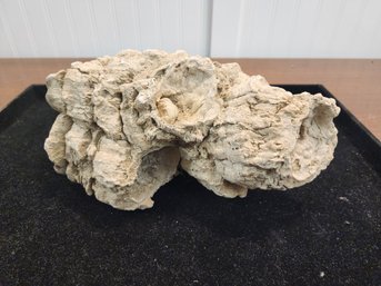 #60 Large And Heavy Petrified Wood  Chunk