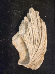 #61 Large Oyster Shell Fossil