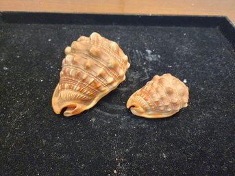 #62 2 Helmut Shell Bull Mouth  Shells