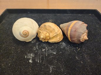 #64 3 Assorted Shells