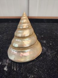 #66 Trochus Niloticus Shell