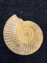#67 Unpolished Ammonite Shell Fossil