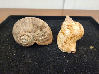 #69 2  Shells