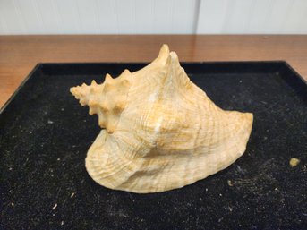 #70 Large Conch Shell