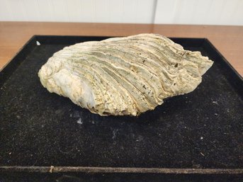 #71 Large Petrified Wood Specimen