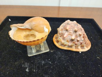 #72 2 Specimen Shells