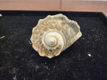 #73 Beautiful Example Of A Turbo Marmoratus  Shell