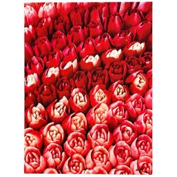 'Crimson Chorus' Real Roses By Roger Sichel