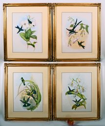 Four John Gould Vintage Hummingbird Prints