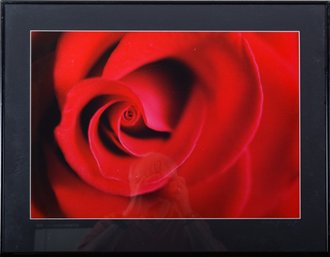 Framed Photograph Of A Vibrant Red Rose