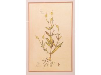 Four Framed Botanical Prints