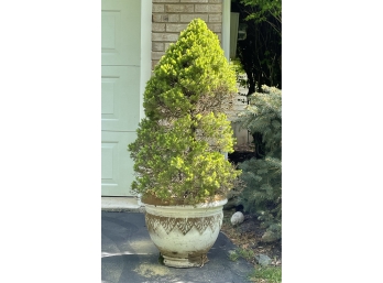 Potted Outdoor Plant