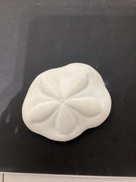 Sea Biscuit Sand Dollar Fossil Sea Shell