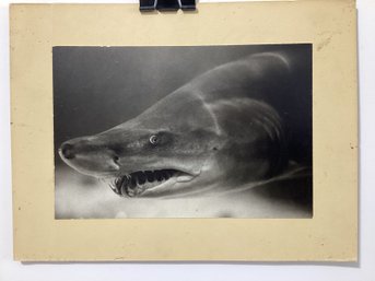 Black And White Photo Print Of A Sand Tiger Shar