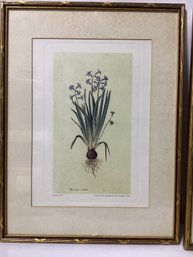 Hyacinthus Orientalis By Jacopo Ligozzi Print