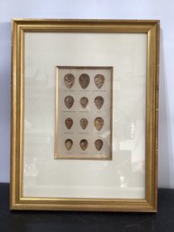 Seebohm Egg Lithographs - Bird Eggs