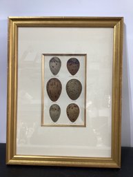 Seebohm Egg Lithographs - Bird Eggs