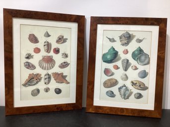 Vintage Print Of Illustrated Seashells, Specifically Identified As A Plate From  1758  Franz Michael Regenfus