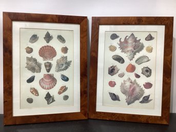 Vintage Print Of Illustrated Seashells, Specifically Identified As A Plate From  1758  Franz Michael Regenfus