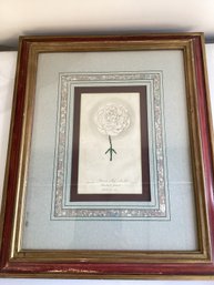 Vintage  Botanical Engraving Depicts A White Carnation Labeled 'Barron's Miss Neville'