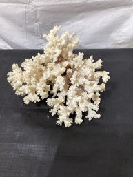 Natural White Reef Branch