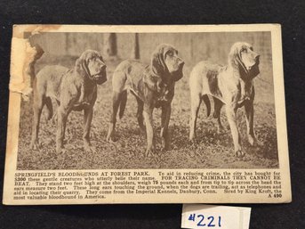 'SPRINGFIELD'S BLOODHOUNDS AT FOREST PARK' 1910 Antique Postcard