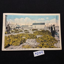 'New Sponge Catch For Sale' Key West, Florida 1920 Vintage Postcard