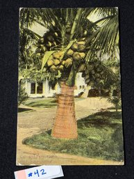 Coconut Palm, Florida Vintage Postcard