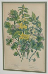 19TH CENT COLORED BOTANICAL PRINT