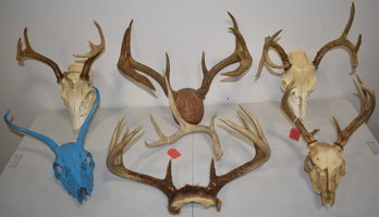 LOT OF DEER SKULLS & ANTLERS