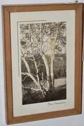 SHOREY STUDIO BIRCH TREE PRINT