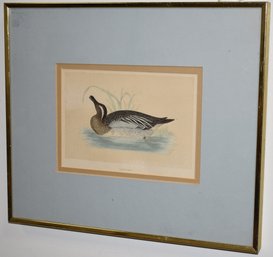 19TH CENT DUCK LITHOGRAPH