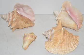 LOT (4) CONCH SHELLS