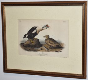 J.J. AUDUBON KING DUCK LITHOGRAPH