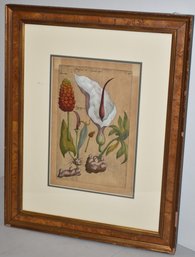 EMANUEL SWEETS COLORED ENGRAVING