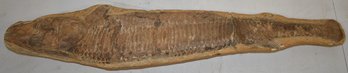 21 1/2' FISH FOSSIL