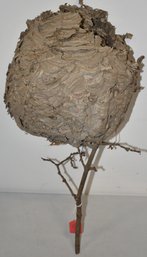 LARGE HORNETS NEST