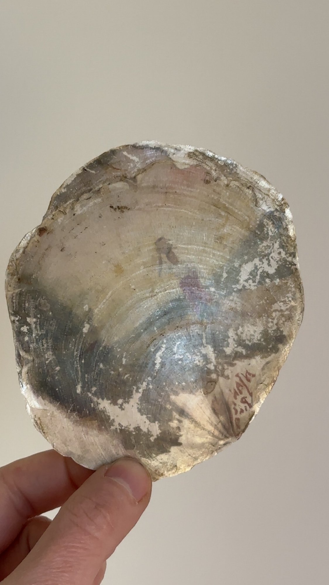 Hand Painted Shell & Paper Mache Shell #5218 | Auctionninja.com