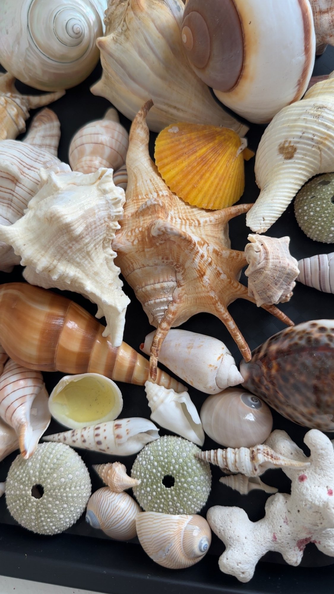 Collection Of Assorted Sea Shells. Nautical Home Decor. #4611 ...