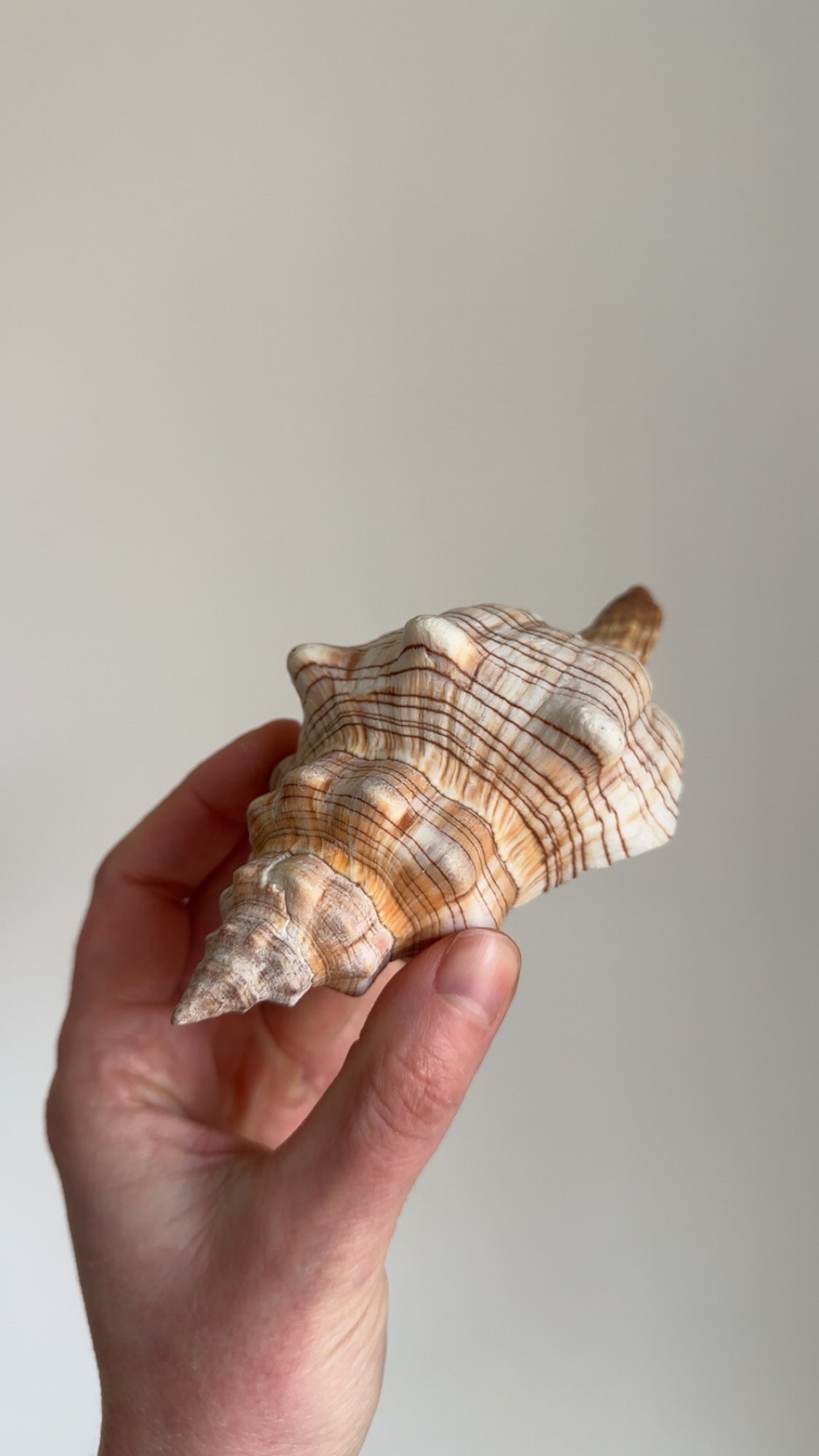 Collection Of Assorted Sea Shells. Nautical Home Decor. #4611 ...