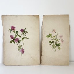 Antique Watercolors Of Flowers. Studies. Botanical (2 Pieces Of Paper, One Is Double Sided) Clovers