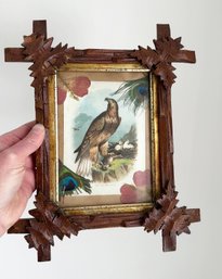 Antique Print Of Golden Eagle, With Pressed Flowers And Peacock Feathers Framed In Black Forest Frame.