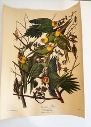 Seven Vintage Reproduction Prints Of Birds Originally By John James Audubon.